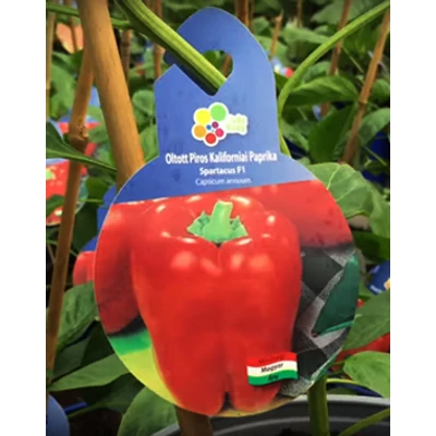 Capsicum 'Spartacus' F1 - Oltott piros kaliforniai paprika