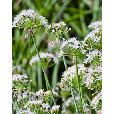 Allium tuberosum – Kínai metélőhagyma