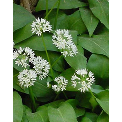 Allium ursinum - Medvehagyma
