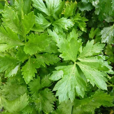 Apium – Metélőzeller