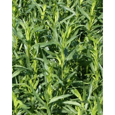 Artemisia 'Pfefferkorn' – Tárkony