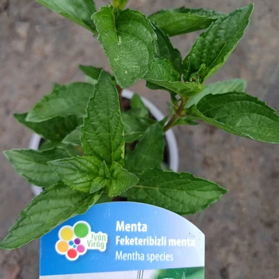 Feketeribizli menta