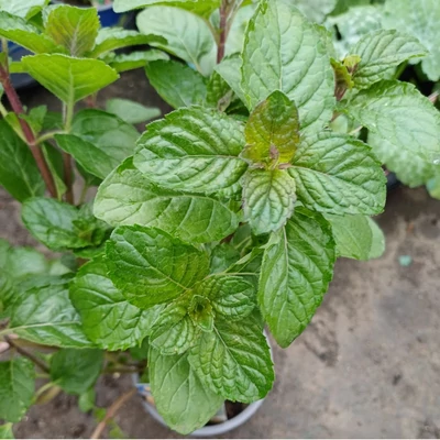 Körte menta