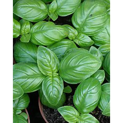 Ocimum basilicum – Hidegtűrő, olasz bazsalikom