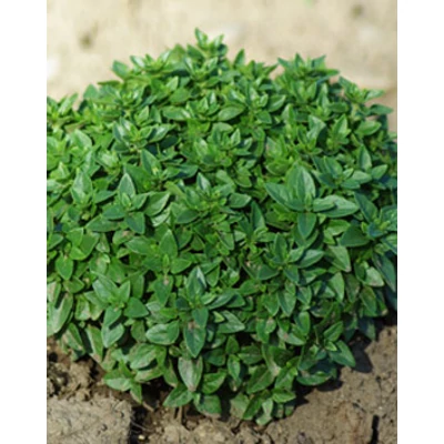 Ocimum 'Greece' – Görög bazsalikom