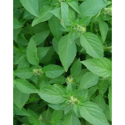 Ocimum 'Sweet lemon' – Citrom bazsalikom
