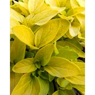 Origanum 'Goldtaler' - Oregánó