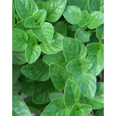 Origanum 'Margherita' - Oregánó