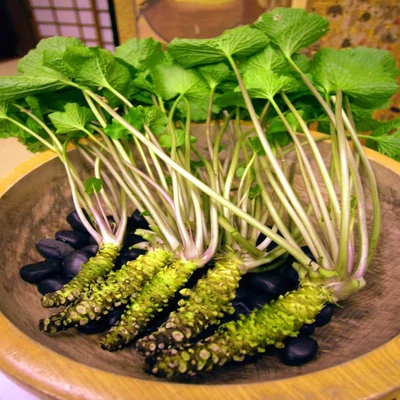 Eutrema japonicum – Japán vízitorma (Wasabi)