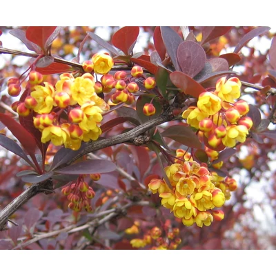 Berberis x ottawensis 'Superba' - Vérborbolya