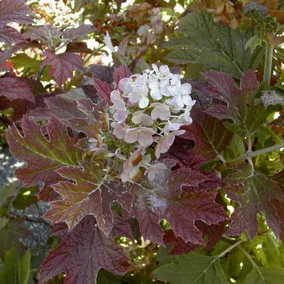 Hydrangea quercifolia 'Burgundy' - Tölgylevelű hortenzia