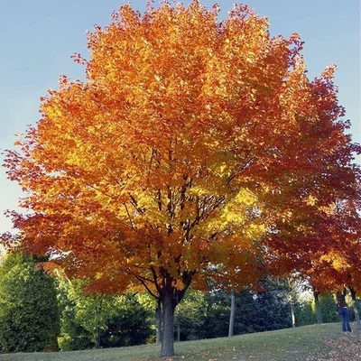 Acer cappadocicum 'Rubrum' – Vörös pontuszi juhar