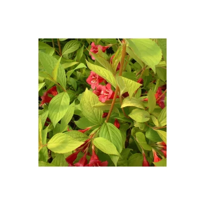 Weigela 'Looymansii Aurea' - Rózsalonc