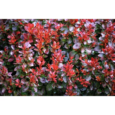 Berberis thunbergii 'Bagatelle' - Törpe gömb japán borbolya