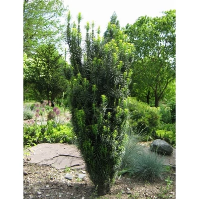 Cephalotaxus harringtonia 'Fastigiata' - Oszlopos áltiszafa