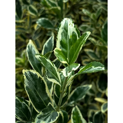 Euonymus japonicus 'Bravo' – Tarka japán kecskerágó