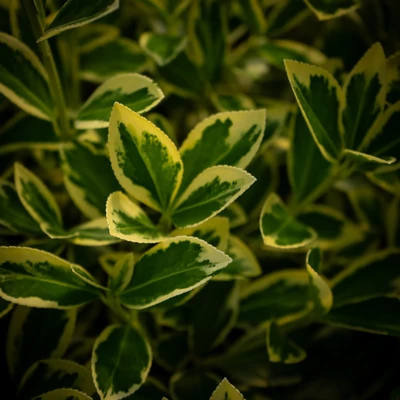 Euonymus japonicus 'Bravo' – Tarka japán kecskerágó