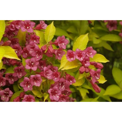 Weigela florida 'Jean's Gold'  (syn.: 'Golden Jeans', 'Newzako') - Rózsalonc