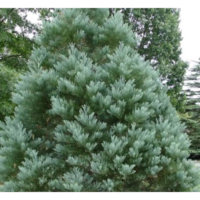 Sequoiadendron giganteum 'Hazel Smith' - Óriás mamutfenyő