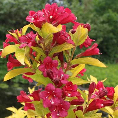 Weigela 'Olympiade' - Rózsalonc