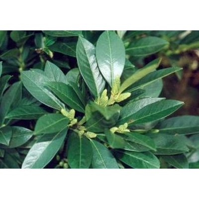 Prunus laurocerasus 'Van Nes' - Babérmeggy