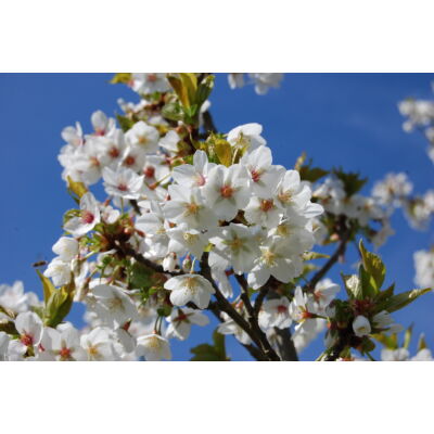 Prunus 'Umineko' - Japán díszmeggy