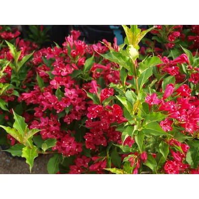 Weigela florida 'Red Prince' - Piros virágú rózsalonc