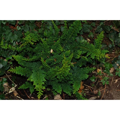 Chamaecyparis obtusa 'Teddy Bear' - Teddy Bear hinoki hamisciprus