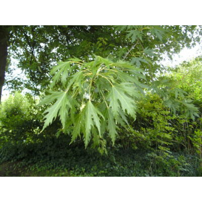 Acer saccharinum 'Wieri' - Ezüst juhar