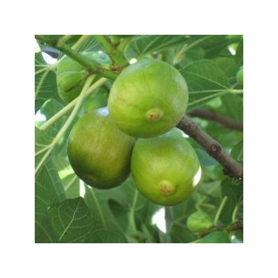 Ficus carica 'Zöld óriás' - Füge