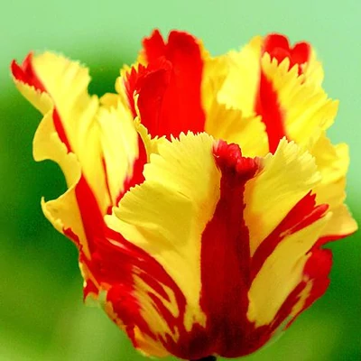 Papagájvirágú tulipán 'Flaming Parrot'