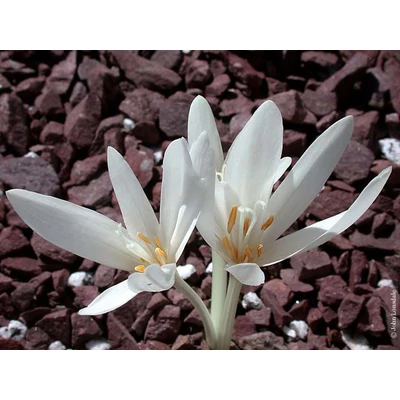 Colchicum autumnale 'Album' -  Őszi kikerics