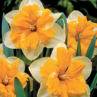 Narcissus 'Orangery'-  Hasadt koronájú nárcisz