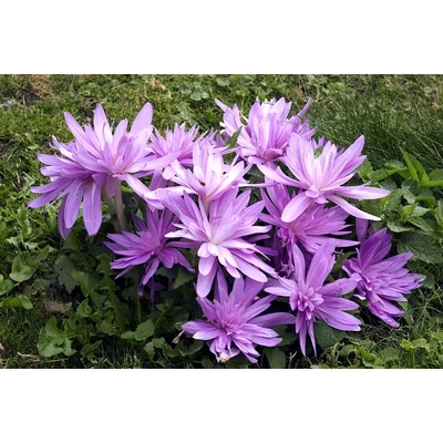 Colchicum 'Waterlily' -  Őszi kikerics