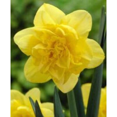 Narcissus 'Dick Wilden'-  Teltvirágú nárcisz
