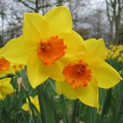 Narcissus 'Jetfire' -  Nárcisz