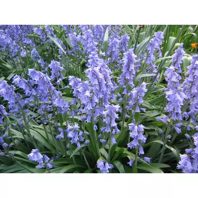 Hyacinthoides hispanica 'Blue' -  Spanyol kékharang