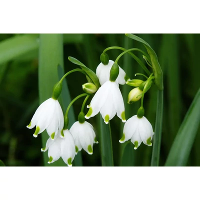 Leucojum aestivum - Nyári tőzike