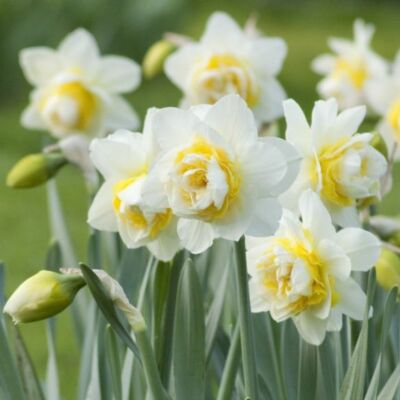 Narcissus 'White Lion'-  Teltvirágú nárcisz