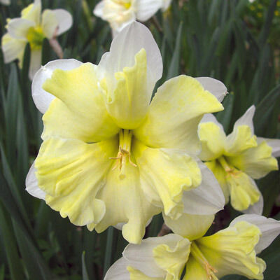 Narcissus 'Cassata'-  Hasadt koronájú nárcisz