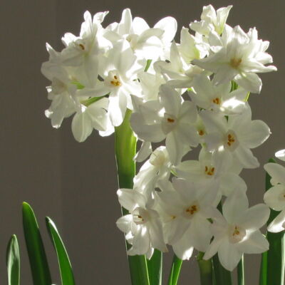 Narcissus tazetta 'Paperwhite' -  Nárcisz
