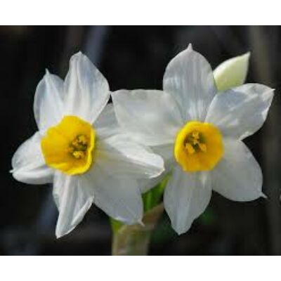 Narcissus tazetta 'Geranium' -  Nárcisz