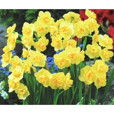 Narcissus 'Yellow Cheerfulness'-  Teltvirágú nárcisz