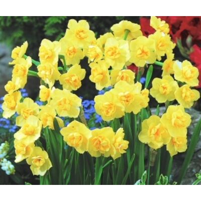 Narcissus 'Yellow Cheerfulness'-  Teltvirágú nárcisz