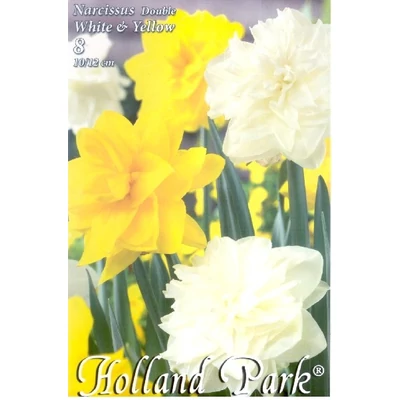 Nárcisz Duo - Teltvirágú fehér és sárga nárcisz