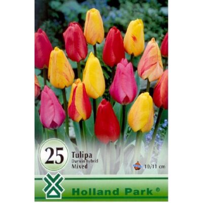 Darwin-hybrid tulipán színkeverék nagy kiszerelés