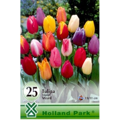 Triumph-típusú tulipán színkeverék nagy kiszerelés