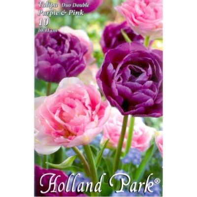 Tulipán Duo- Teltvirágú rózsaszín és lila tulipán