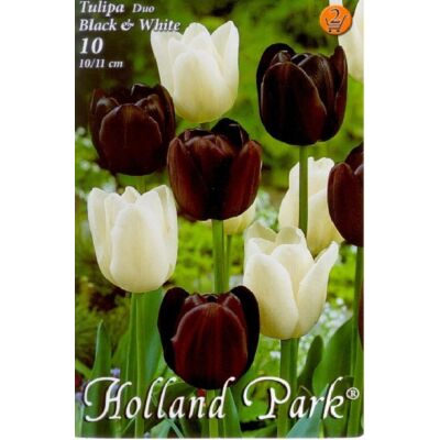 Tulipán Duo- Fehér és fekete tulipán