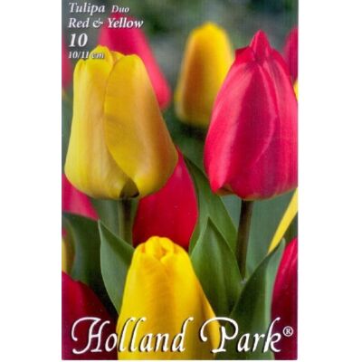 Tulipán Duo- Piros és sárga tulipán